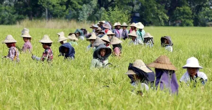 為穩(wěn)定國內(nèi)米價 緬甸計劃月底起限制大米出口