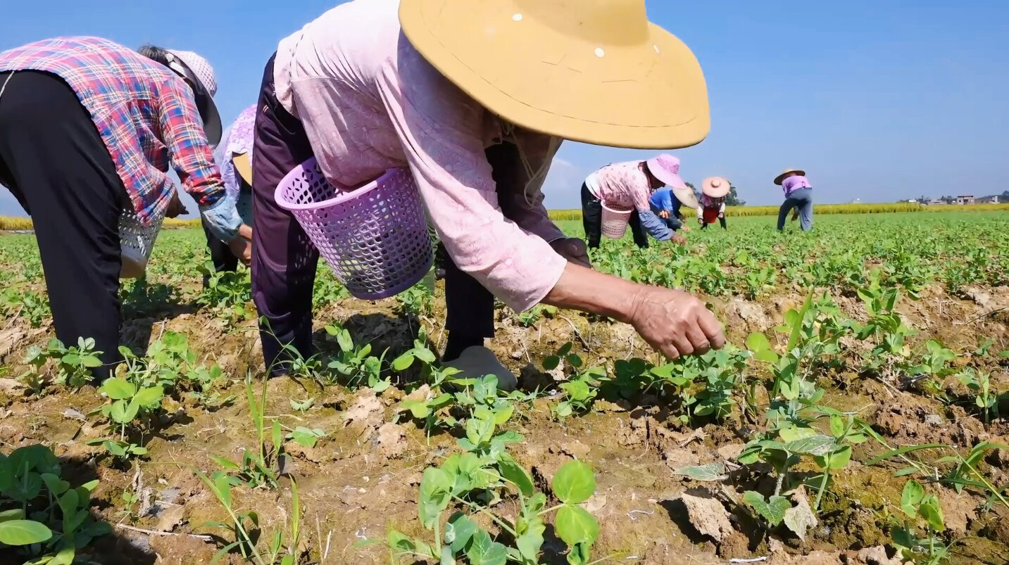 桂賀州今年第一批供港豆杯喜迎豐收