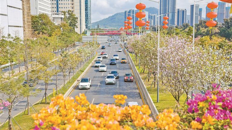 一夜好風吹 新花一萬枝！深圳迎來了花開季