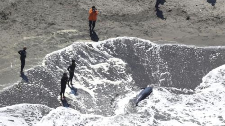 日本千葉縣近海發(fā)生5.2級地震 多地有明顯震感