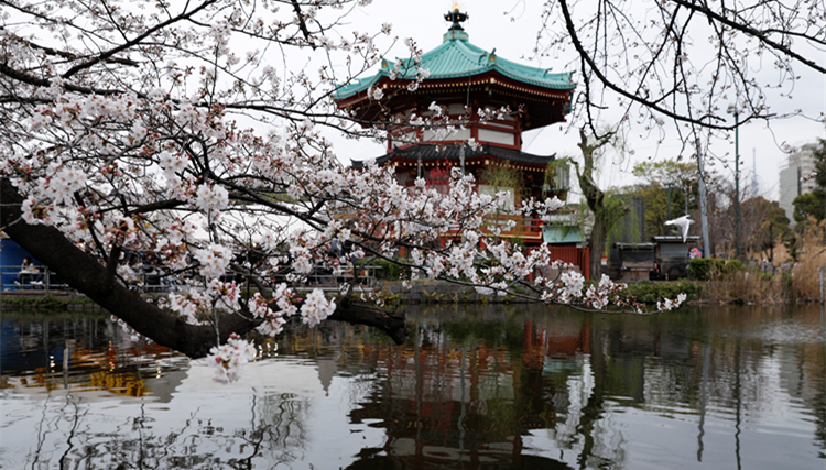 東京創(chuàng)150年來3月最高溫紀(jì)錄 高知市染井吉野櫻搶先盛開