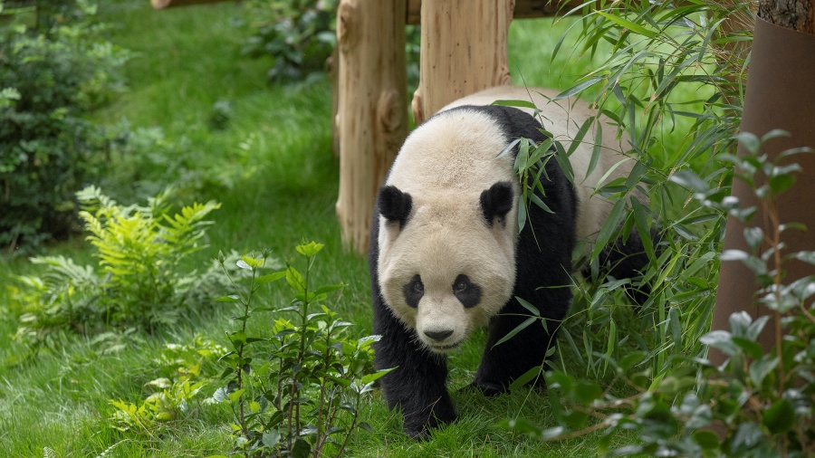 中國(guó)駐美大使謝鋒出席聖迭戈動(dòng)物園大熊貓新館開(kāi)館儀式